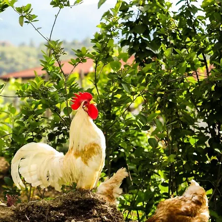 Maxi Sonce, Odprte Vasi * Prvacina