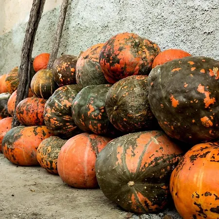 Maxi Sonce, Odprte Vasi Сasa de vacaciones