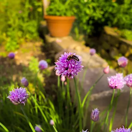 Maxi Sonce, Odprte Vasi