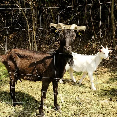 Maxi Sonce, Odprte Vasi Сasa de vacaciones