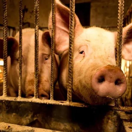 Maxi Sonce, Odprte Vasi *