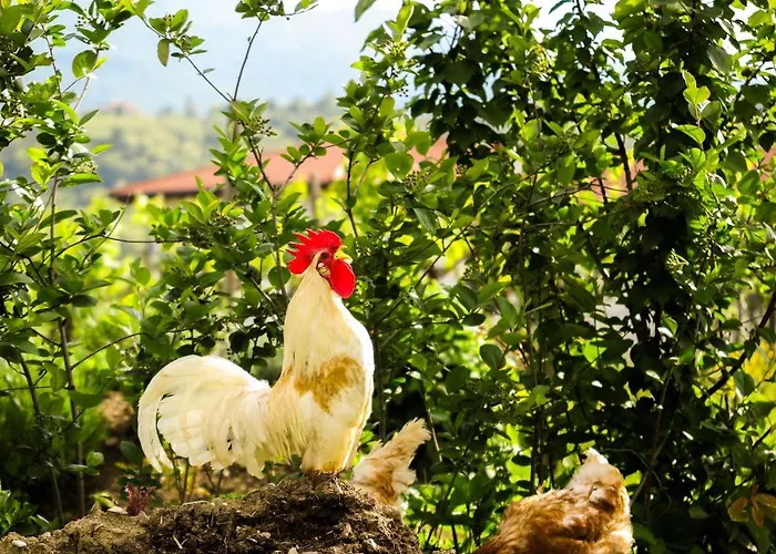 Maxi Sonce, Odprte Vasi * Prvacina