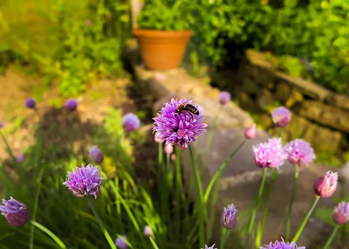 Maxi Sonce, Odprte Vasi