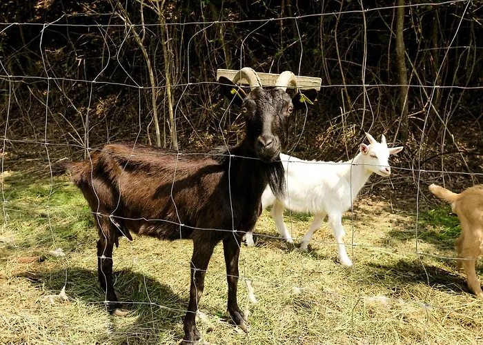 Maxi Sonce, Odprte Vasi Casa vacanze