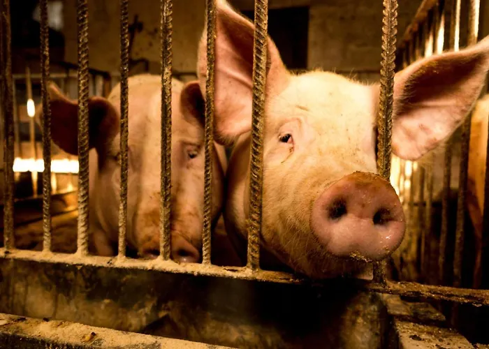 Maxi Sonce, Odprte Vasi *