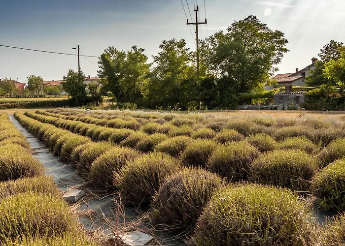 Maxi Sonce, Odprte Vasi Vakantiehuis *